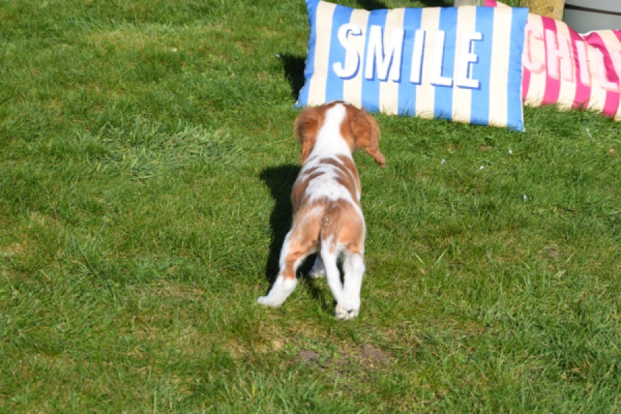Cavalier King Charles Spaniel (reu) 65306