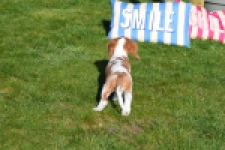 Cavalier King Charles Spaniel (reu) 65306