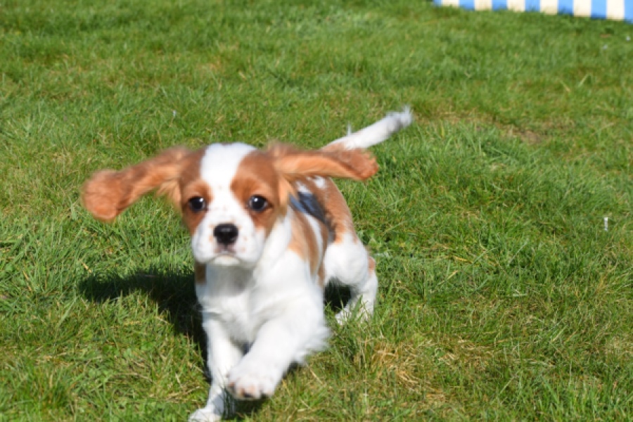 Cavalier King Charles Spaniel (reu) 65306