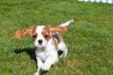 Cavalier King Charles Spaniel (reu) 65306