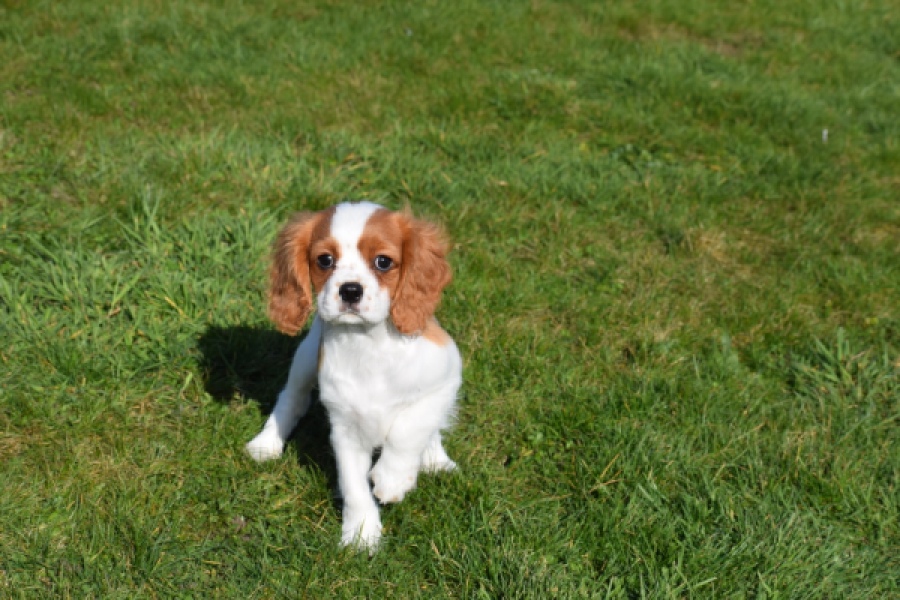 Cavalier King Charles Spaniel (reu) 65306