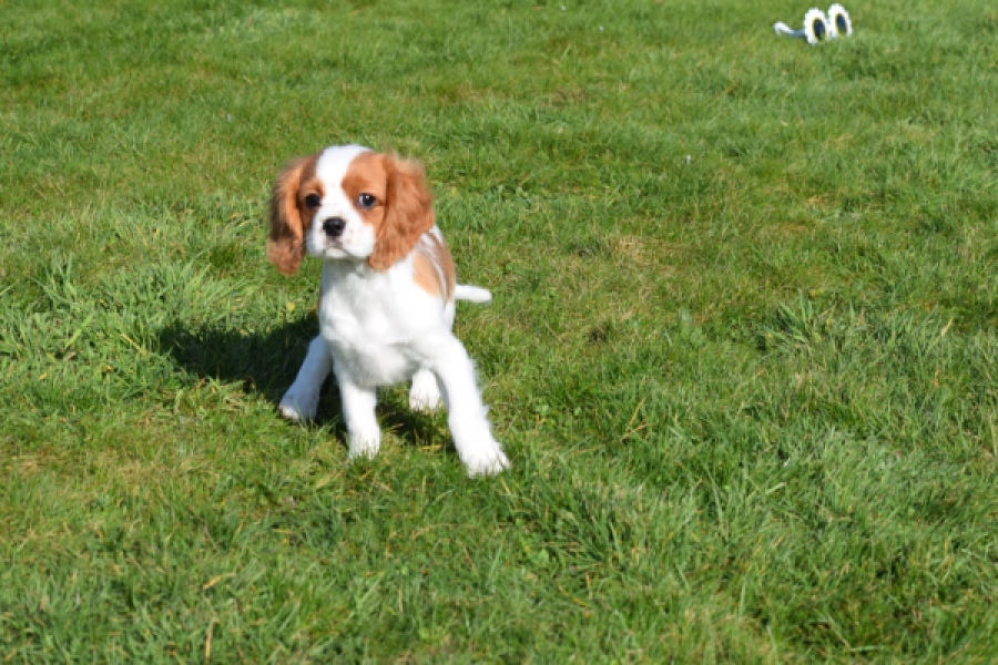 Cavalier King Charles Spaniel (reu) 65306