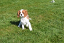 Cavalier King Charles Spaniel (reu) 65306