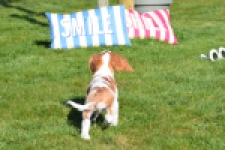 Cavalier King Charles Spaniel (reu) 65306