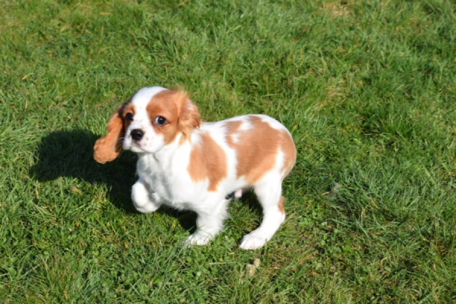 Cavalier King Charles Spaniel (reu) 65306