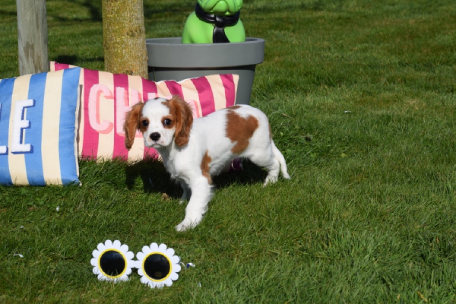 Cavalier King Charles Spaniel (reu) 65313