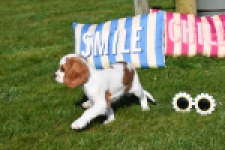 Cavalier King Charles Spaniel (reu) 65313