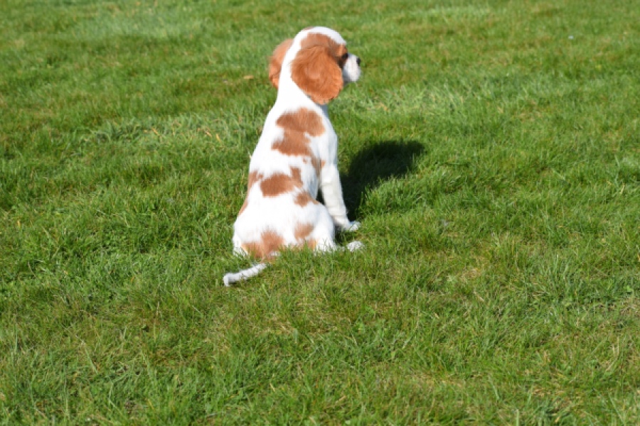 Cavalier King Charles Spaniel (reu) 65313