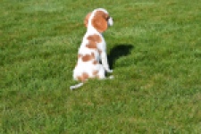 Cavalier King Charles Spaniel (reu) 65313