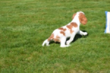 Cavalier King Charles Spaniel (reu) 65313