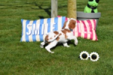 Cavalier King Charles Spaniel (reu) 65313