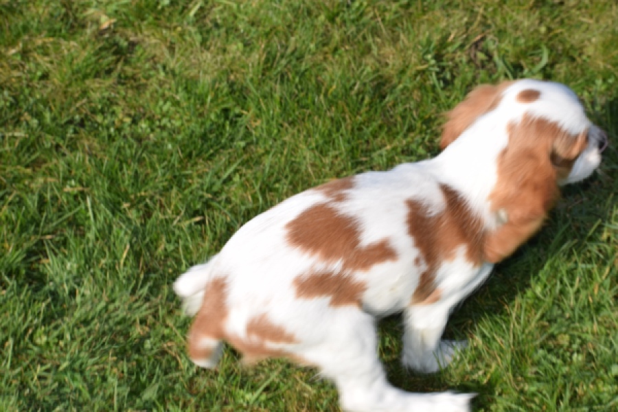 Cavalier King Charles Spaniel (reu) 65313