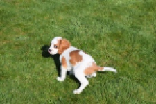 Cavalier King Charles Spaniel (reu) 65313