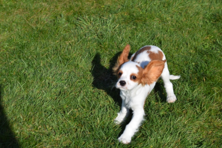 Cavalier King Charles Spaniel (reu) 65313