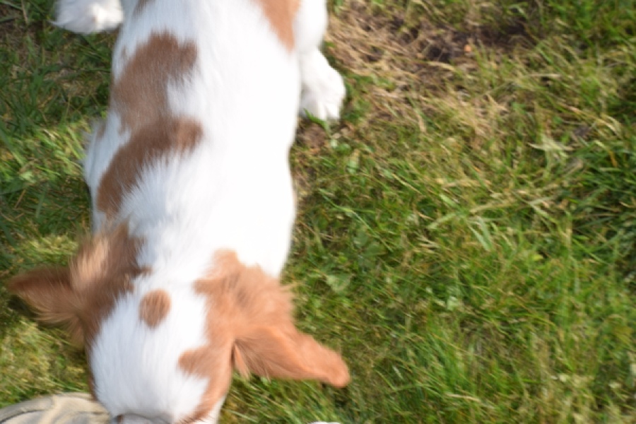 Cavalier King Charles Spaniel (reu) 65313