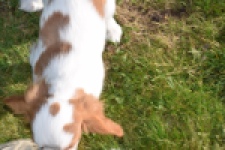 Cavalier King Charles Spaniel (reu) 65313