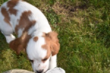 Cavalier King Charles Spaniel (reu) 65313