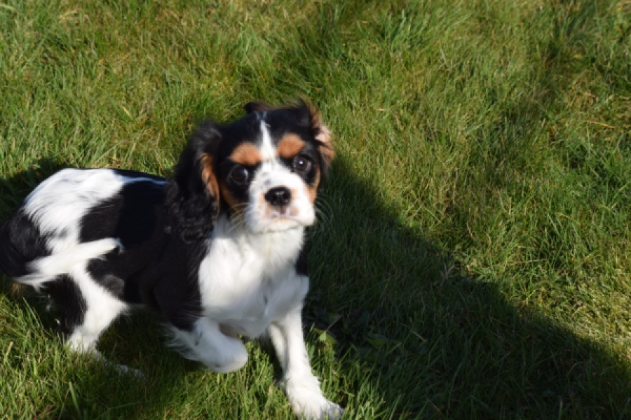 Cavalier King Charles Spaniel (teef) 65235