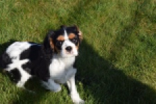 Cavalier King Charles Spaniel (teef) 65235