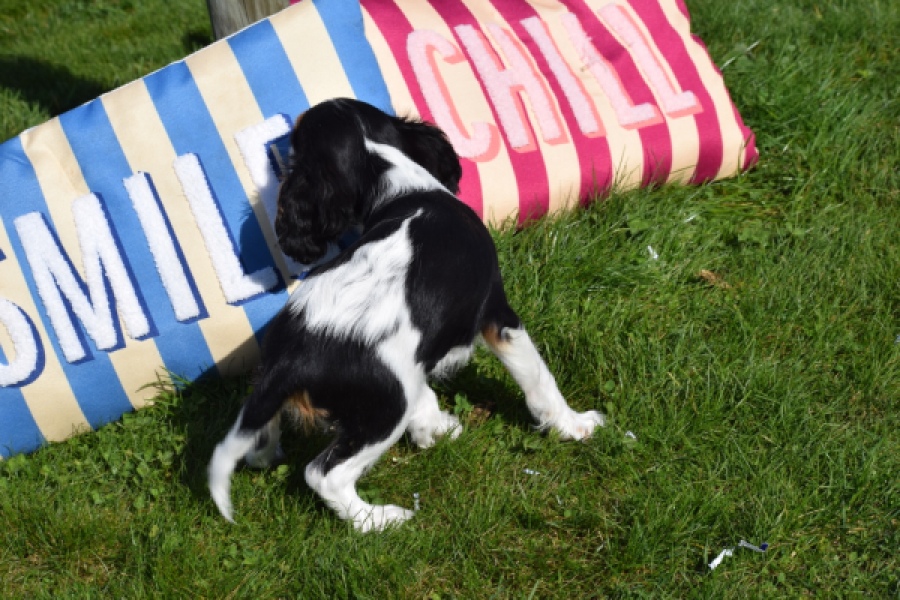 Cavalier King Charles Spaniel (teef) 65235