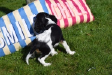 Cavalier King Charles Spaniel (teef) 65235