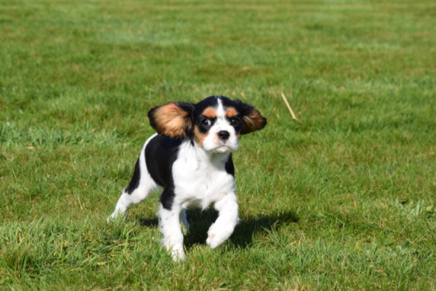 Cavalier King Charles Spaniel (teef) 65235