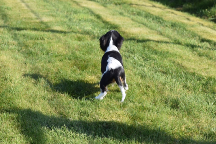 Cavalier King Charles Spaniel (teef) 65235