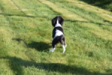 Cavalier King Charles Spaniel (teef) 65235