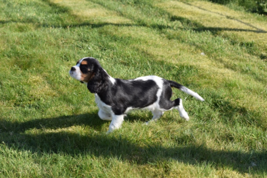 Cavalier King Charles Spaniel (teef) 65235