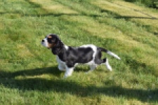 Cavalier King Charles Spaniel (teef) 65235