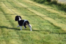 Cavalier King Charles Spaniel (teef) 65235