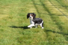 Cavalier King Charles Spaniel (teef) 65235