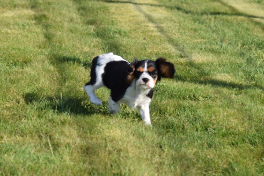 Cavalier King Charles Spaniel (teef) 65235