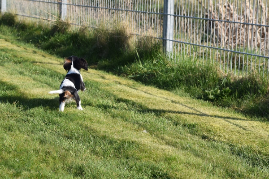 Cavalier King Charles Spaniel (teef) 65235