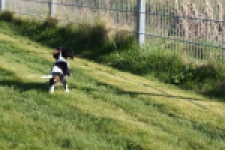 Cavalier King Charles Spaniel (teef) 65235