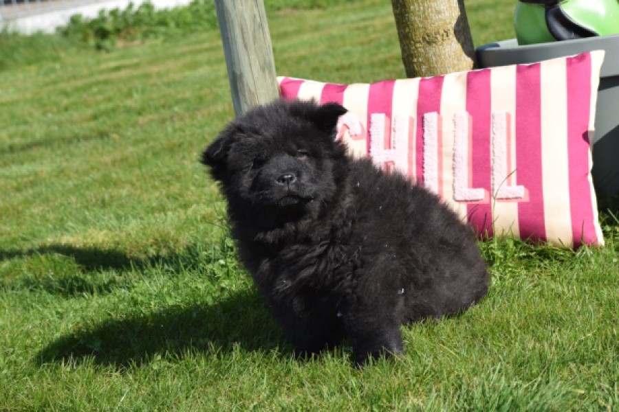 Chow Chow (reu) 65853
