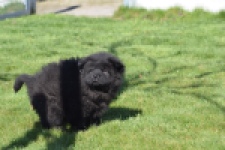 Chow Chow (reu) 65853