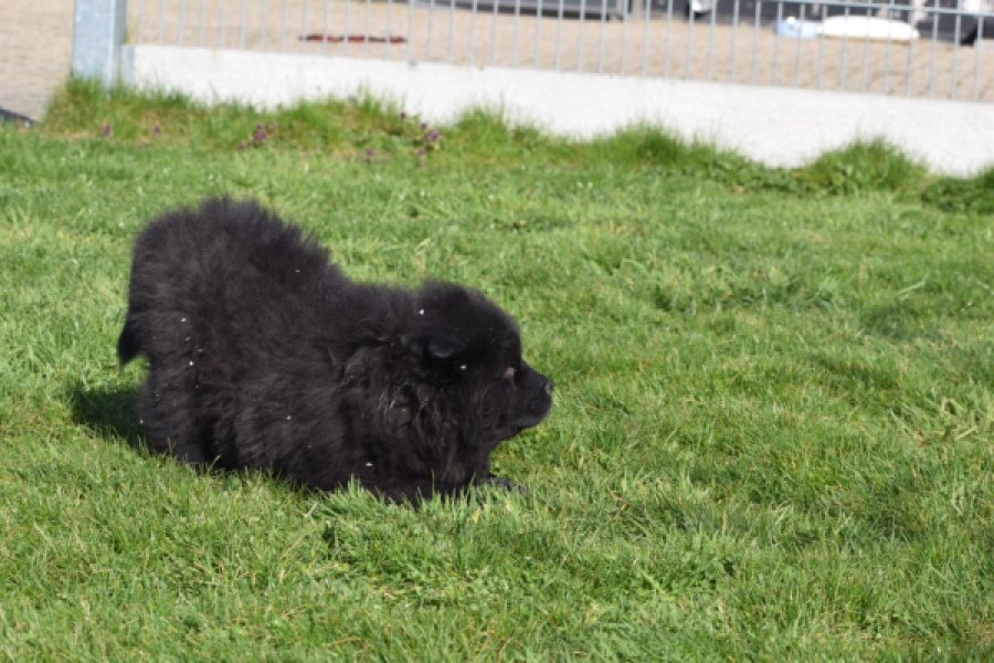 Chow Chow (reu) 65853