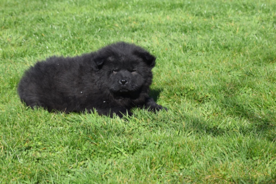 Chow Chow (reu) 65853