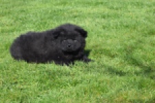 Chow Chow (reu) 65853
