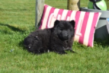 Chow Chow (teef) 66145