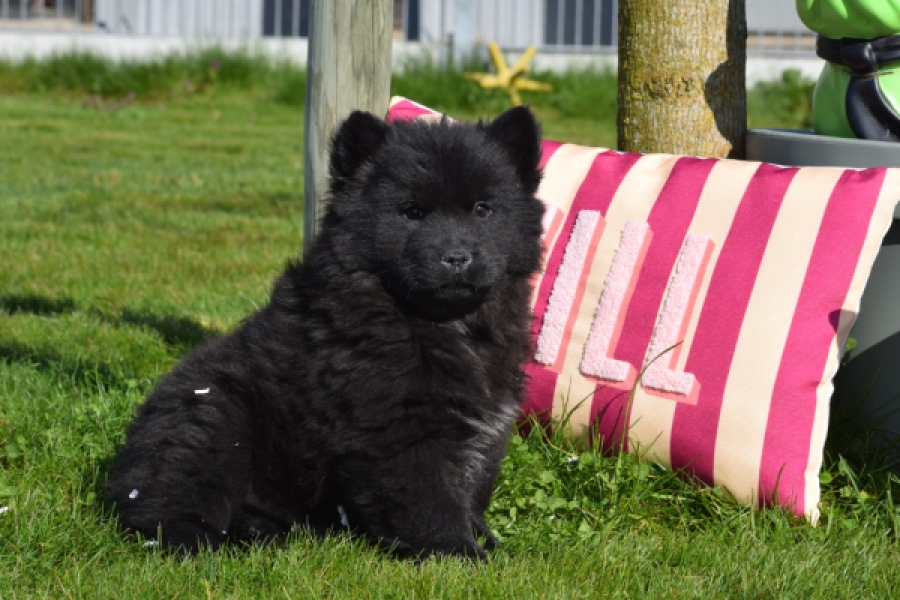 Chow Chow (teef) 66145