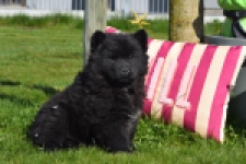 Chow Chow (teef) 66145