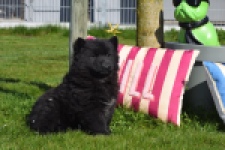Chow Chow (teef) 66145