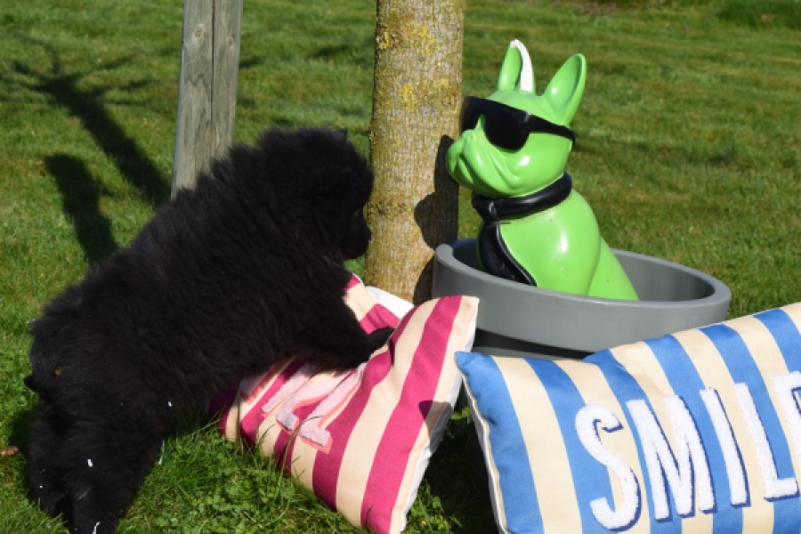 Chow Chow (teef) 66145