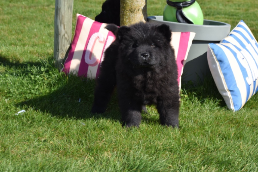 Chow Chow (reu) 66812