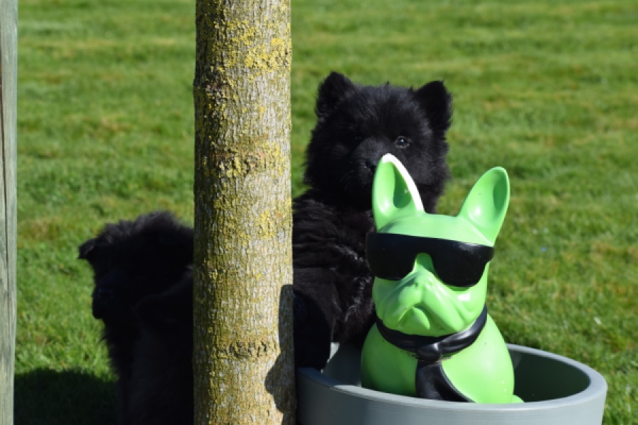 Chow Chow (reu) 66812