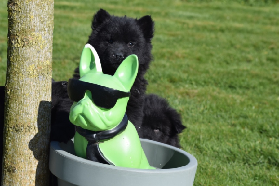 Chow Chow (reu) 66812