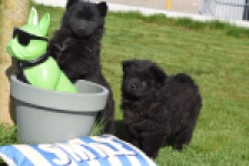 Chow Chow (reu) 66812