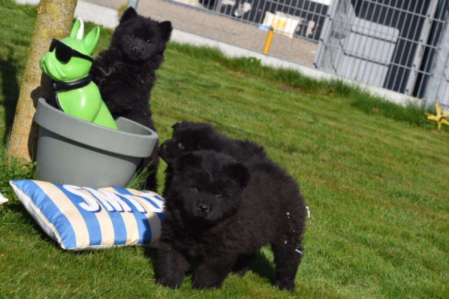 Chow Chow (reu) 66812